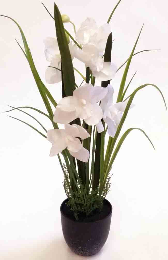 OP31 - 31" Potted Cymbidium Orchid - 21.90 ea