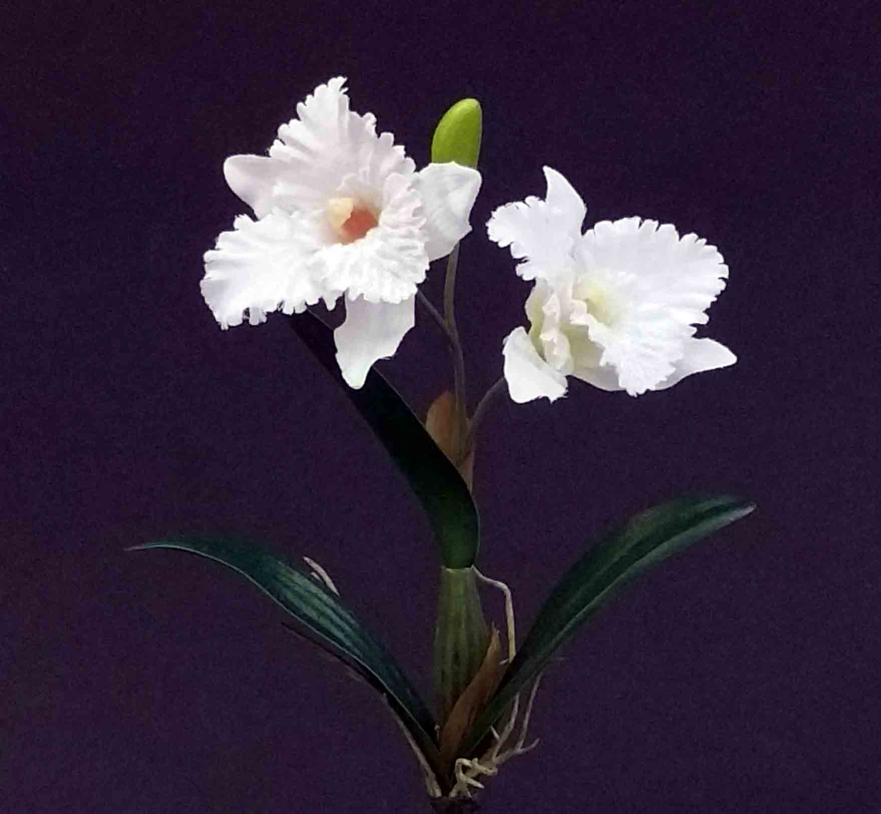 OC3 - 10" Catalaya Orchid - 2.25 ea