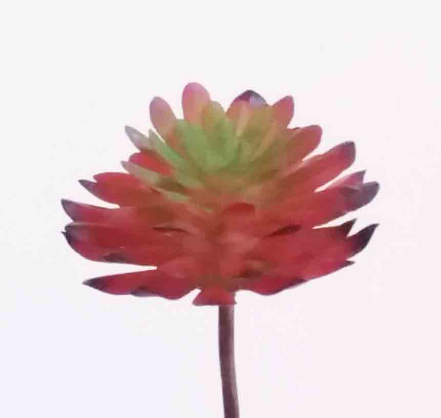 SA1 - Succulent Aeonium - 1.25 ea, .95/12