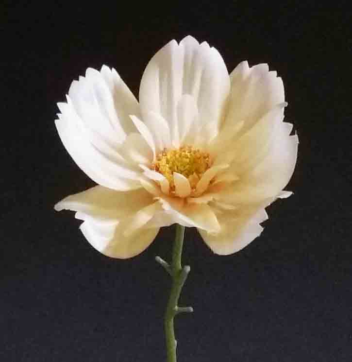C29 - 4.5" Yellow Queen Cosmos - 1.25 ea, .99/48