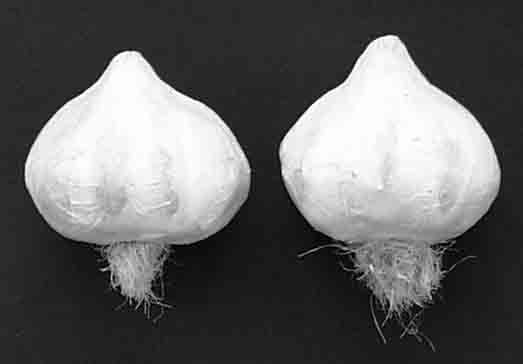 946 - 2.5" Garlic - 1.45 ea, 1.20/12