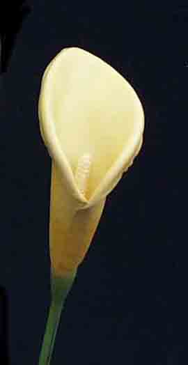 C93 - 24" Calla Lily  - .95 ea, .65/36