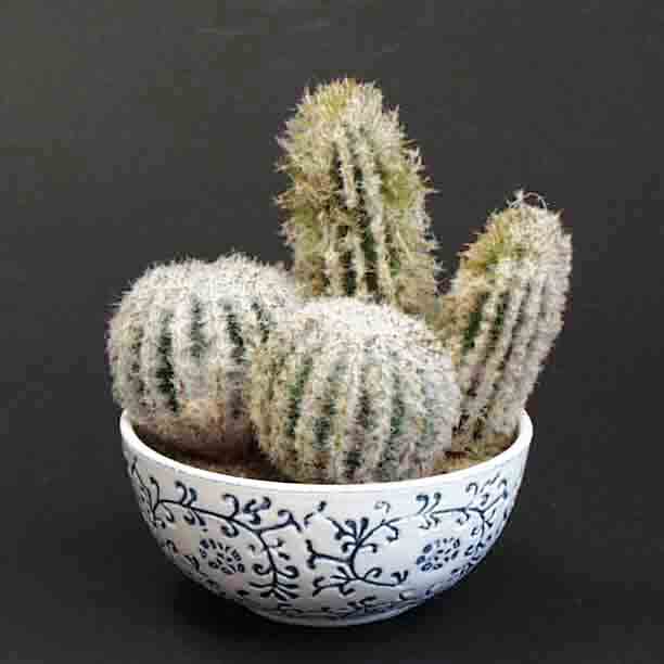 CB5 - 6" Cactus Bush - 7.85 ea