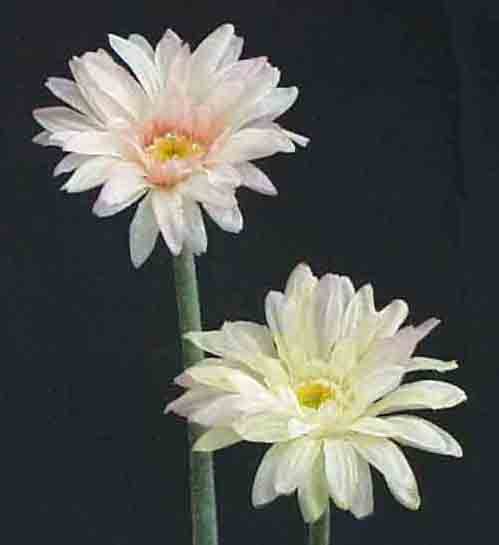 G13 - 13" Gerbera Daisy - .95 ea, .75/36