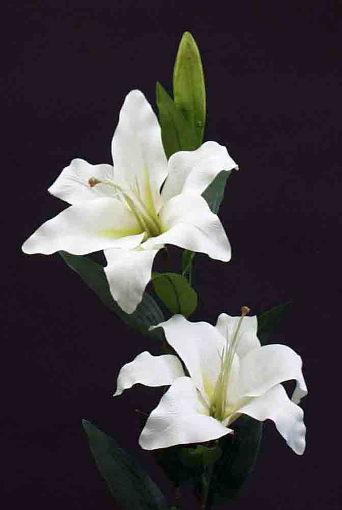 L3 - 35" Casablanca Lily - 8.20 ea, 7.85/12