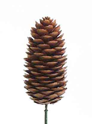 X754 - 3 to 3.5" Long Pine Cone - .85 ea, .75/72