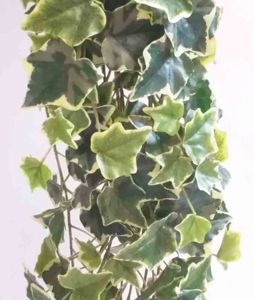 IH72 - 68" Varigated Ivy Hanging Bush - 26.50 ea, 25.75/4