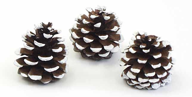 X725 - White Tipped Pine Cones - 5.70 bag of 24