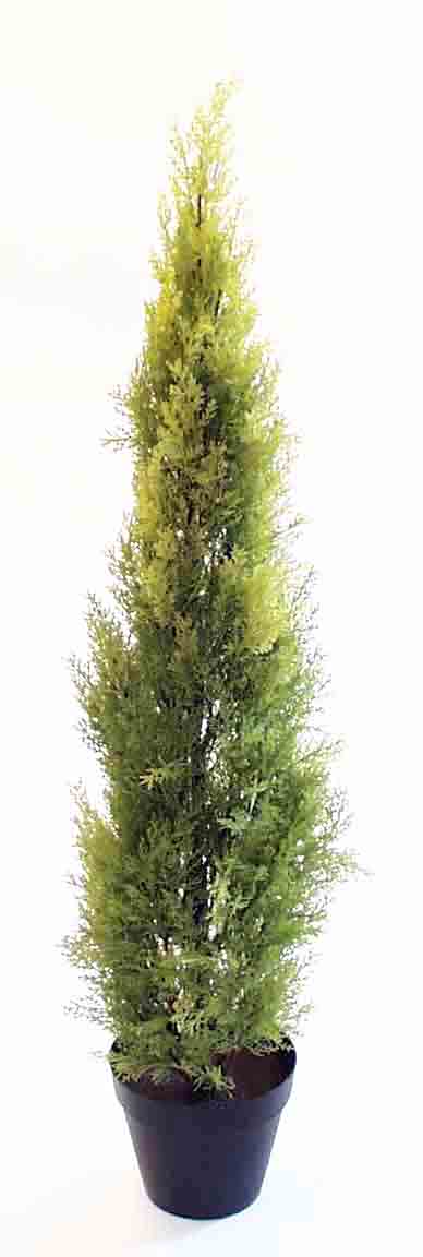 CT60 - 5' Bright Green Cedar Tree - 84.60 ea