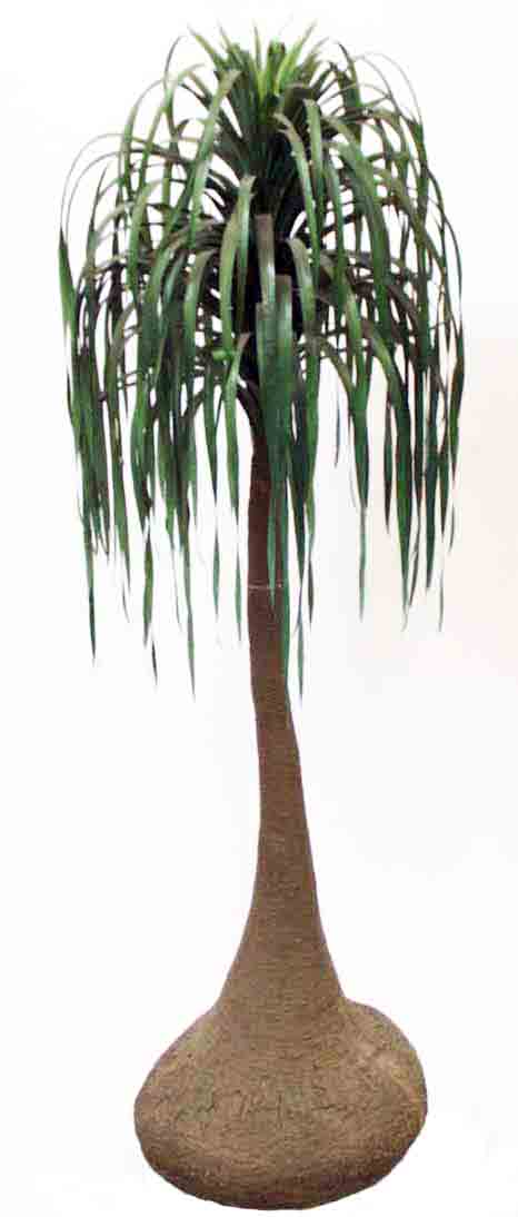 NP7 - 7' Nolina Palm Tree - 153.50 ea