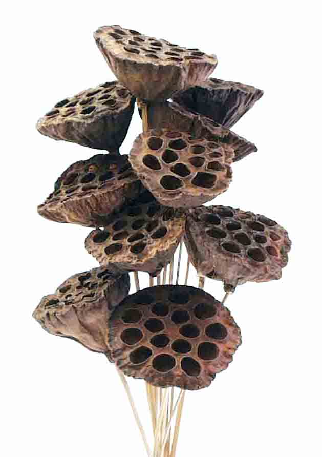 3224 - Lotus Pods - 13.45 bu of 12