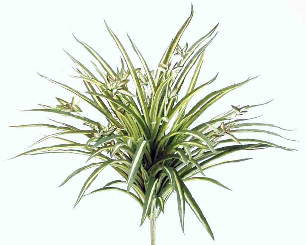 SP9R - 20" Spider Plant - 9.35 ea