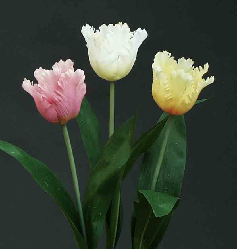 T83 - 23" Parrot Tulip - 1.45 ea, 1.20/24