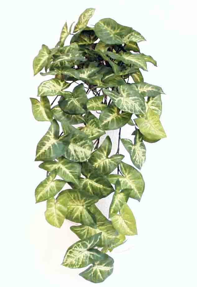 SB8R - 24" Syngonium Bush - 8.75 ea, 8.45/12
