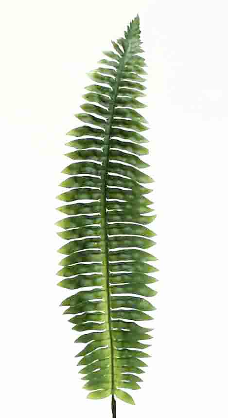 FR1 - 27" Boston Fern Stem - 1.20 ea, 1.10/12