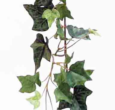 IG66 - 6' Ivy Garland - 12.60 ea