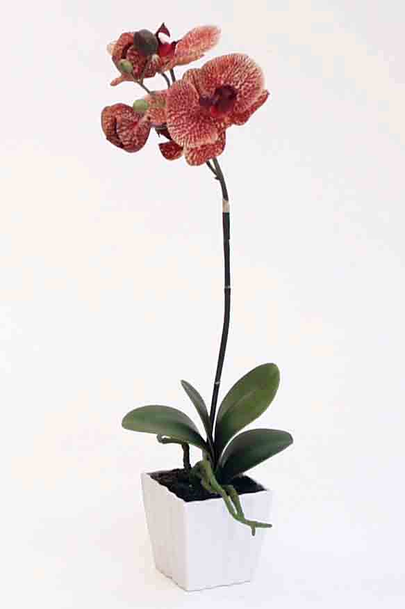 OP15P - 15" Orchid Arrangement - 5.95 ea