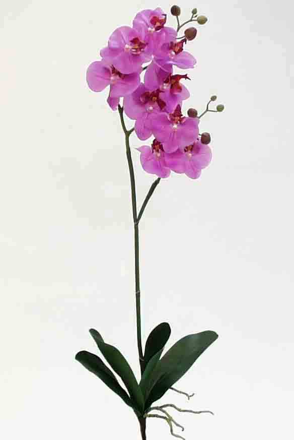 OP9 - 30" Phalaenopsis Orchid - 9.40 ea, 9.00/12