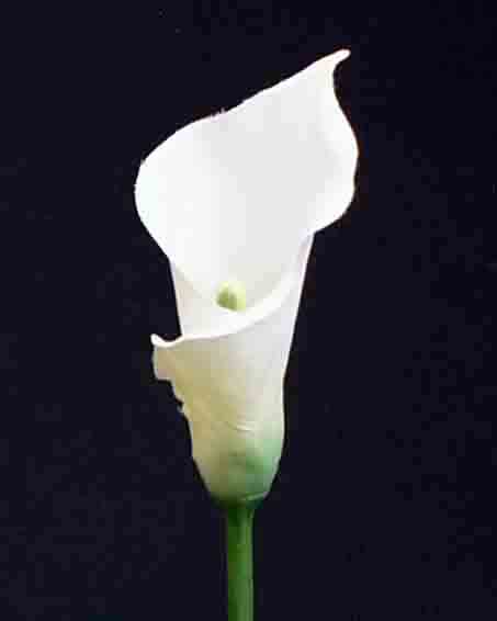 C30 - 21" Small Calla Lily - 2.25 ea, 1.75/24