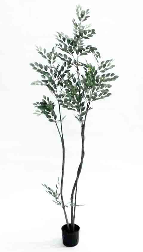 TT5 - 5' Toneriko Tree - 37.50 ea