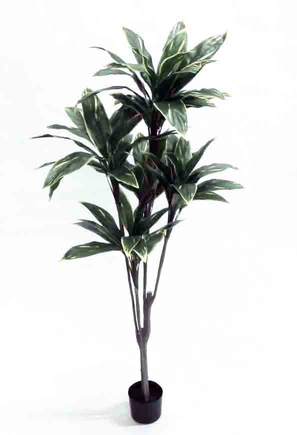 DT6 - 6' Dracena Tree - 42.00 ea