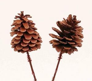 X25 - 2.25" Pine Cone on Pick - .45 ea, .35/288