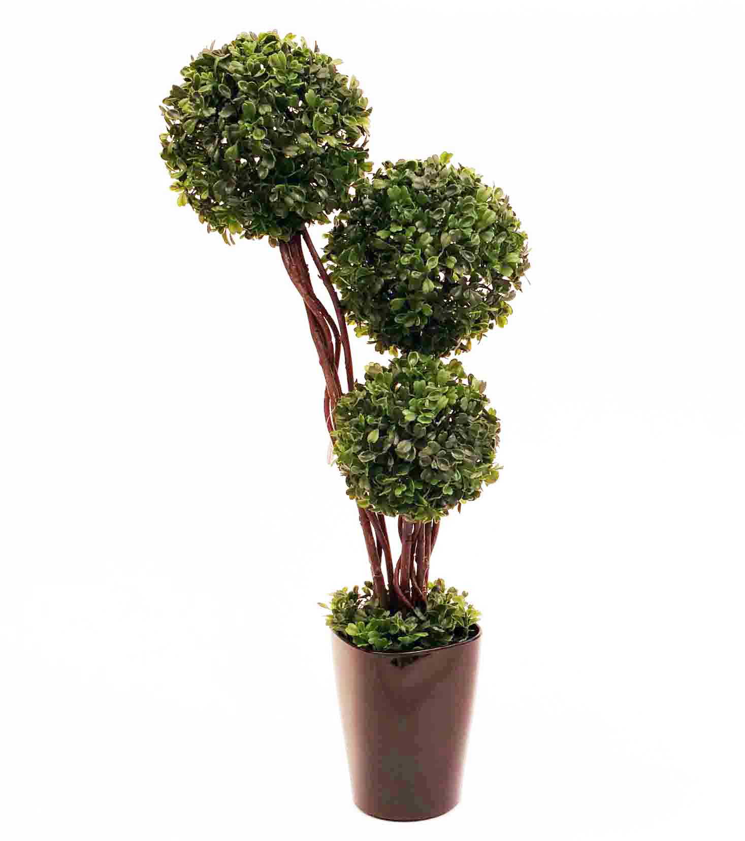 LT24 - 23" Leucondendron Topiary - 46.95 ea