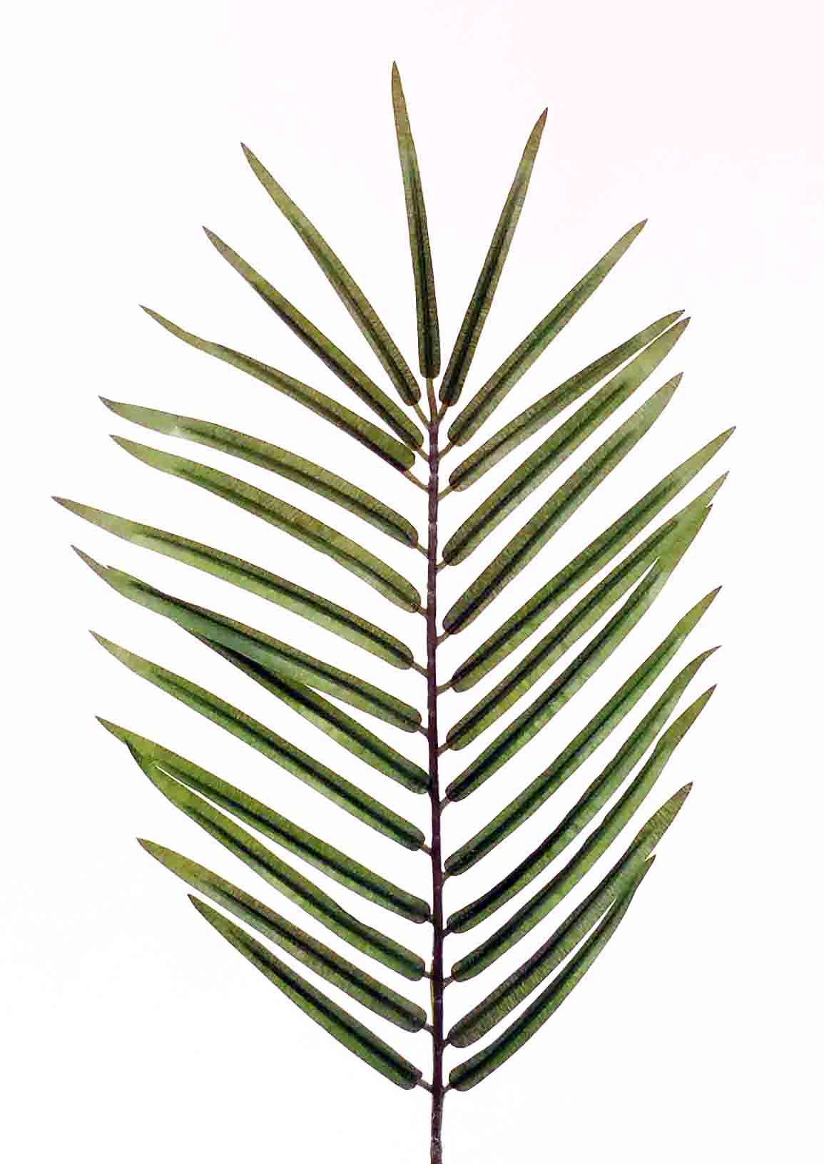 PF27 - 27" Palm Frond - 2.45 ea, 2.15/12