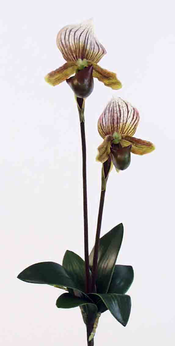 O2 - 17" Paphiopedilm Orchid x 2 - 6.95 ea, 6.55/12