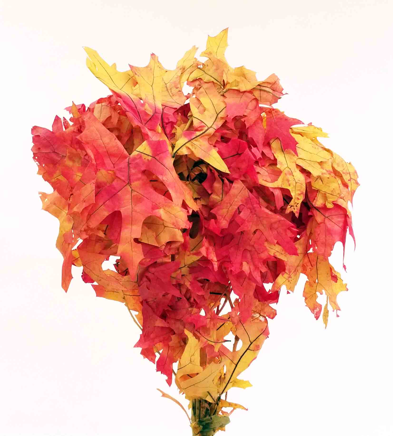 3118 - Oak Leaves - 16.75 bu