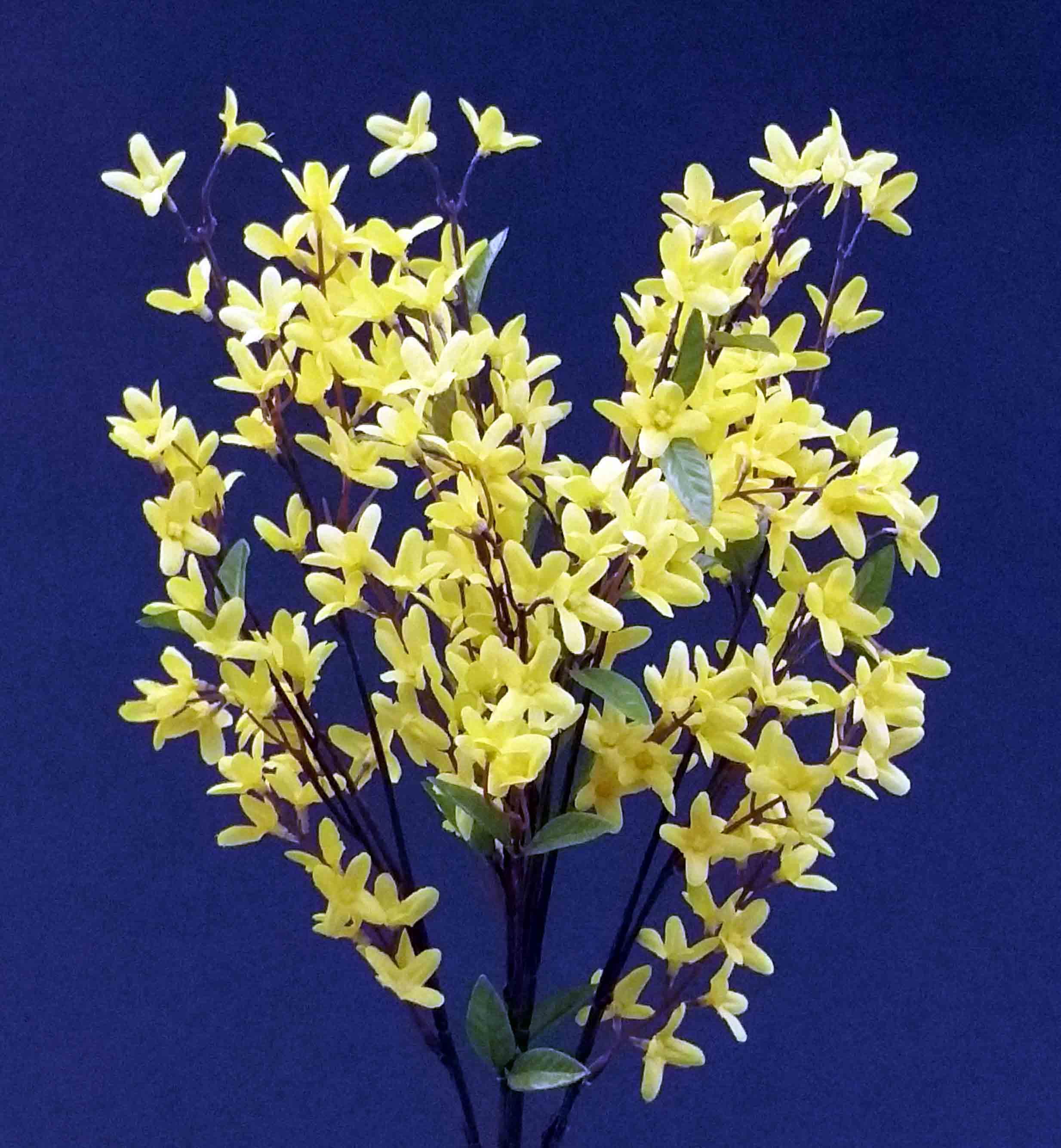 FB21 - Forsythia Bush - 10.50 ea, 9.95/12