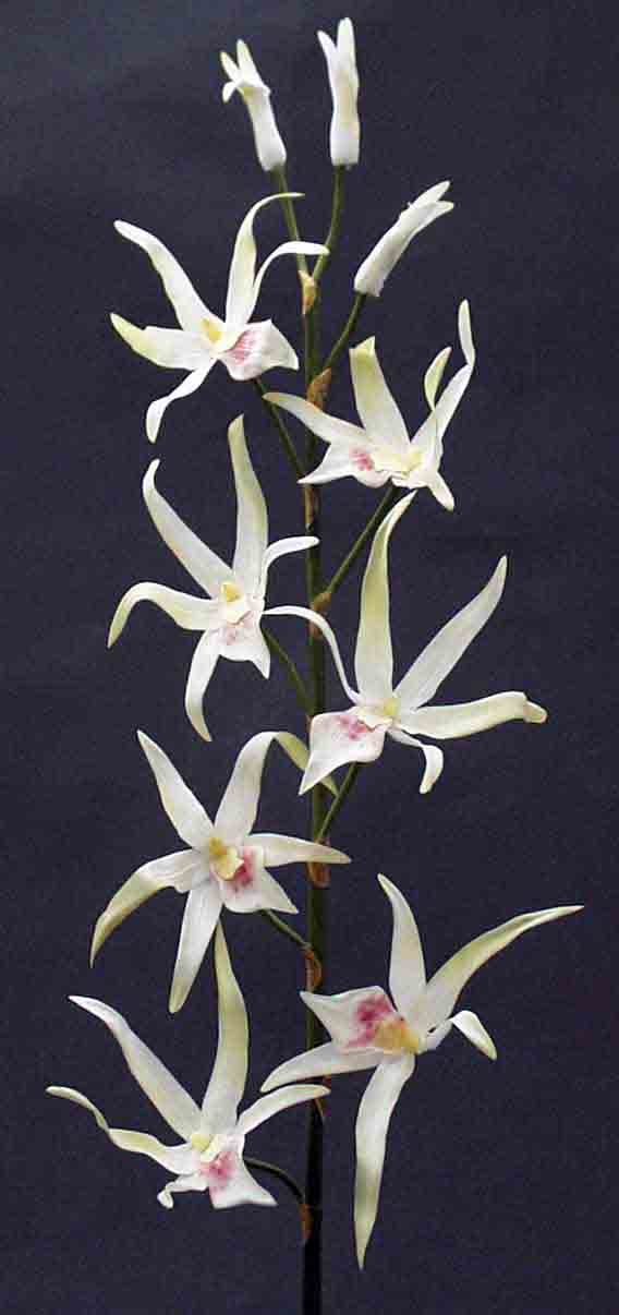 OT33 - 31" Tropical Orchid - 3.95 ea, 3.70/12