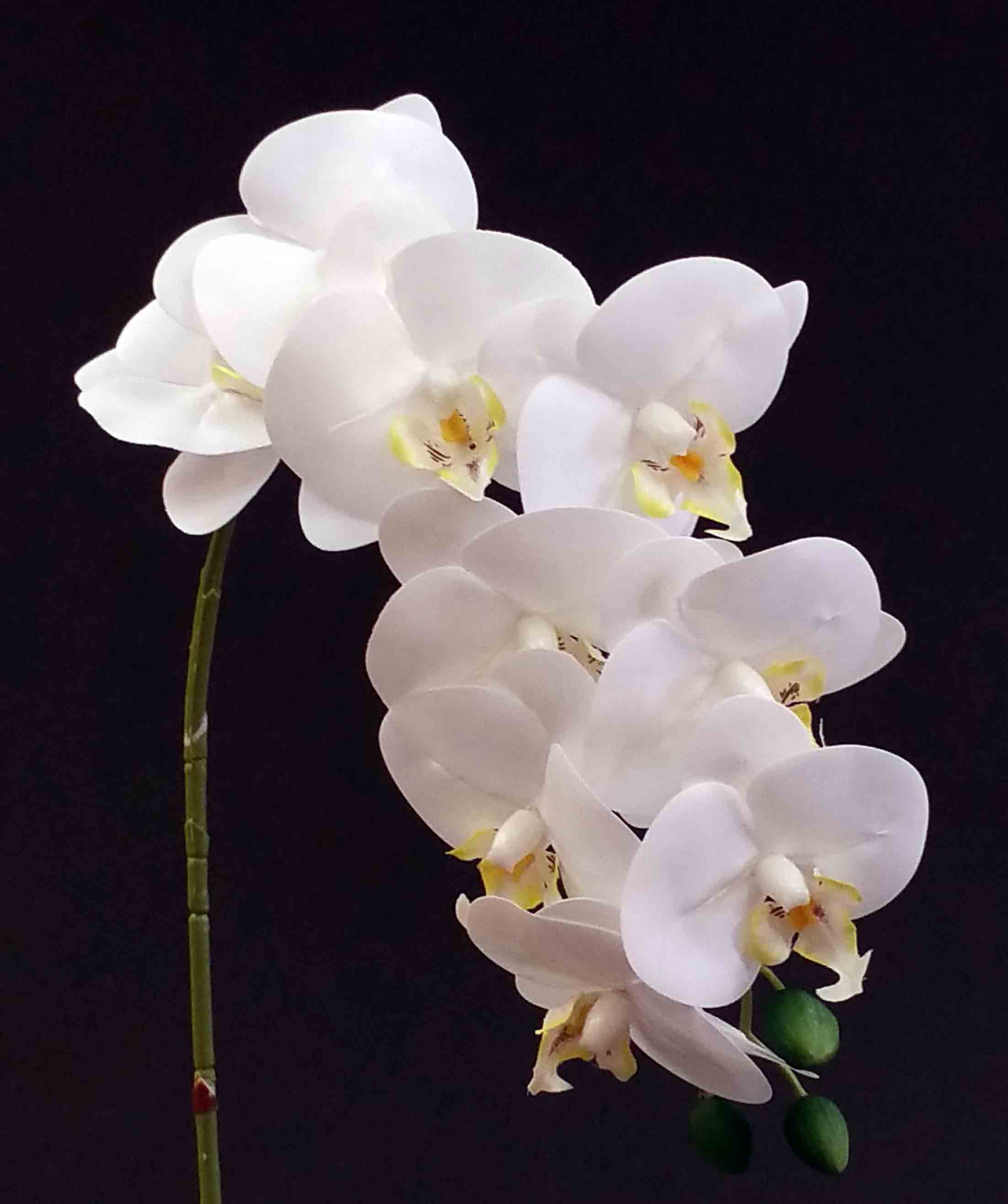 OP32 - 32" Phalaenopsis Orchid - 7.35 ea, 7.10/12