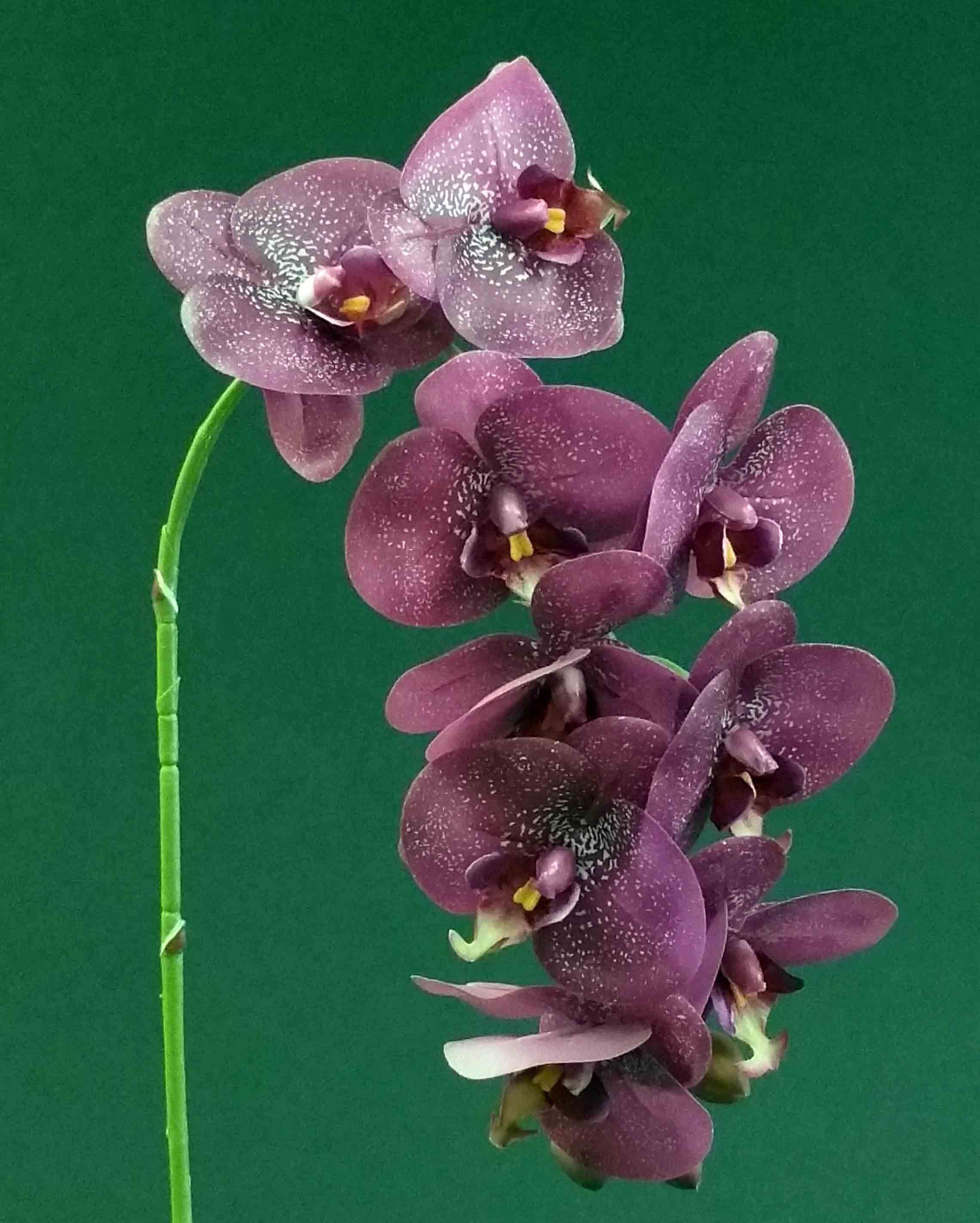 OP32 - 32" Phalaenopsis Orchid - 6.25 ea, 5.95/12