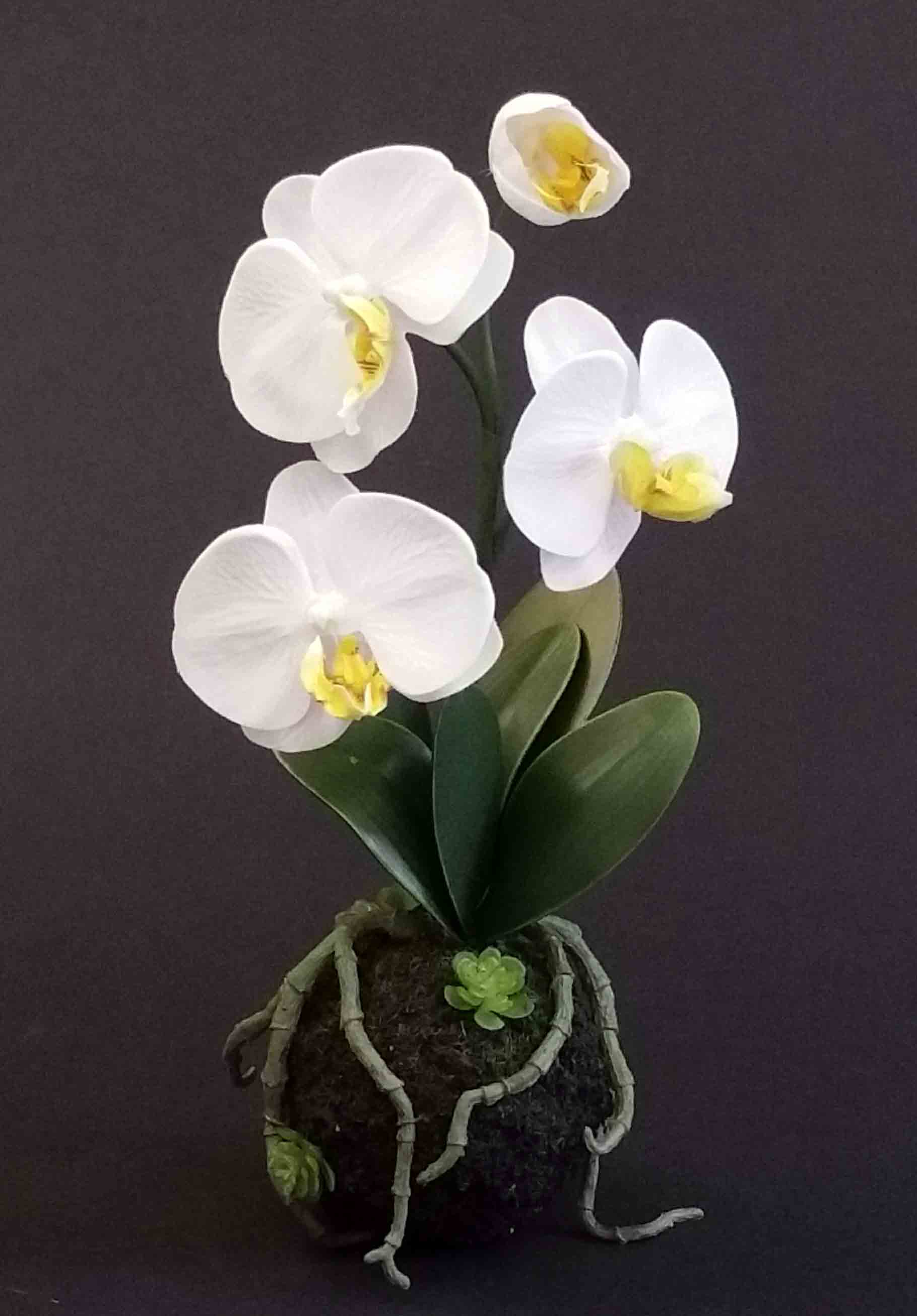 OP67P - 11" Orchid with Ball Pot - 6.40 ea, 5.95/12