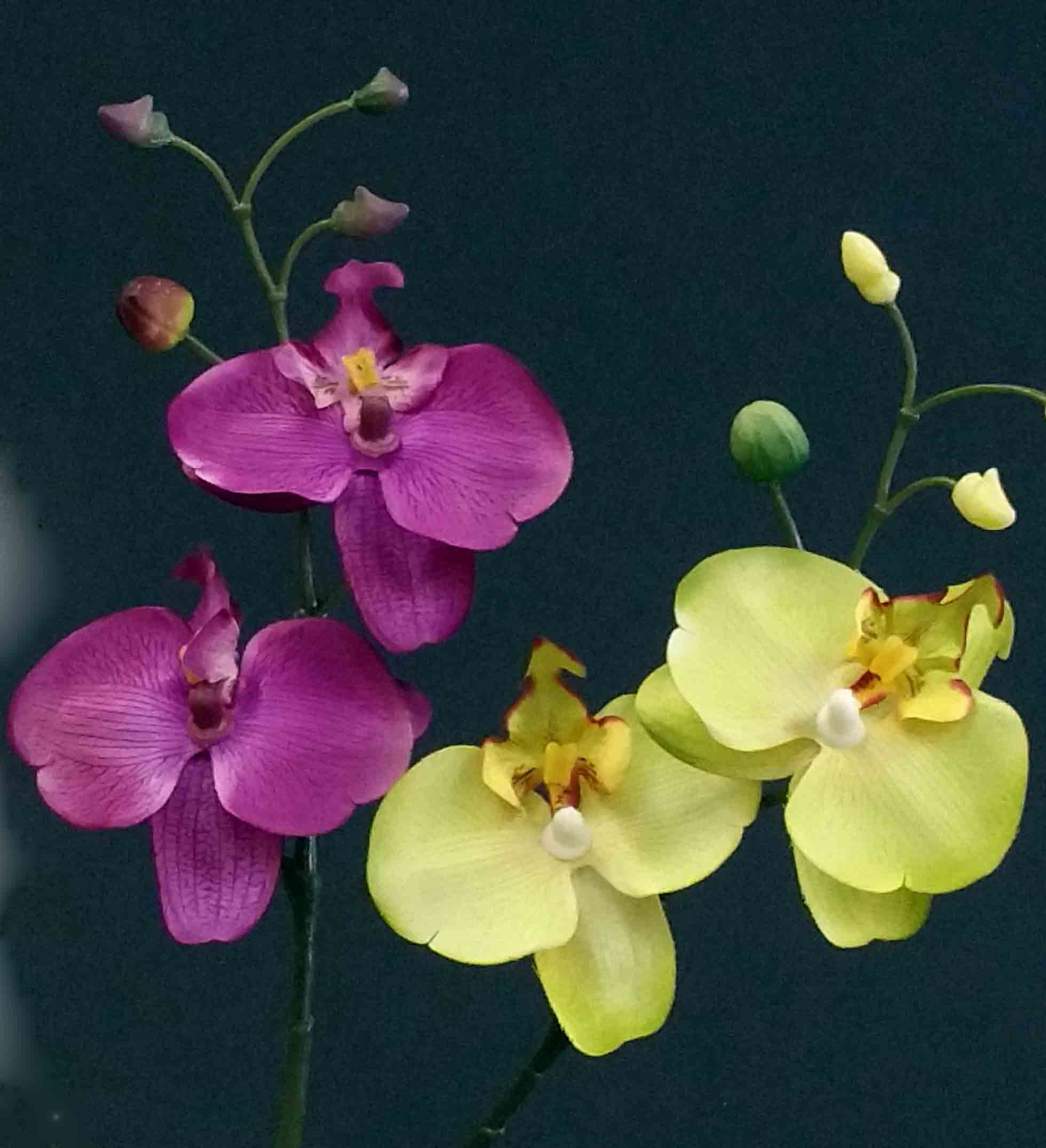 OP80 - 11" Phalaenopsis Orchid x 2 - 1.65 ea, 1.40/48