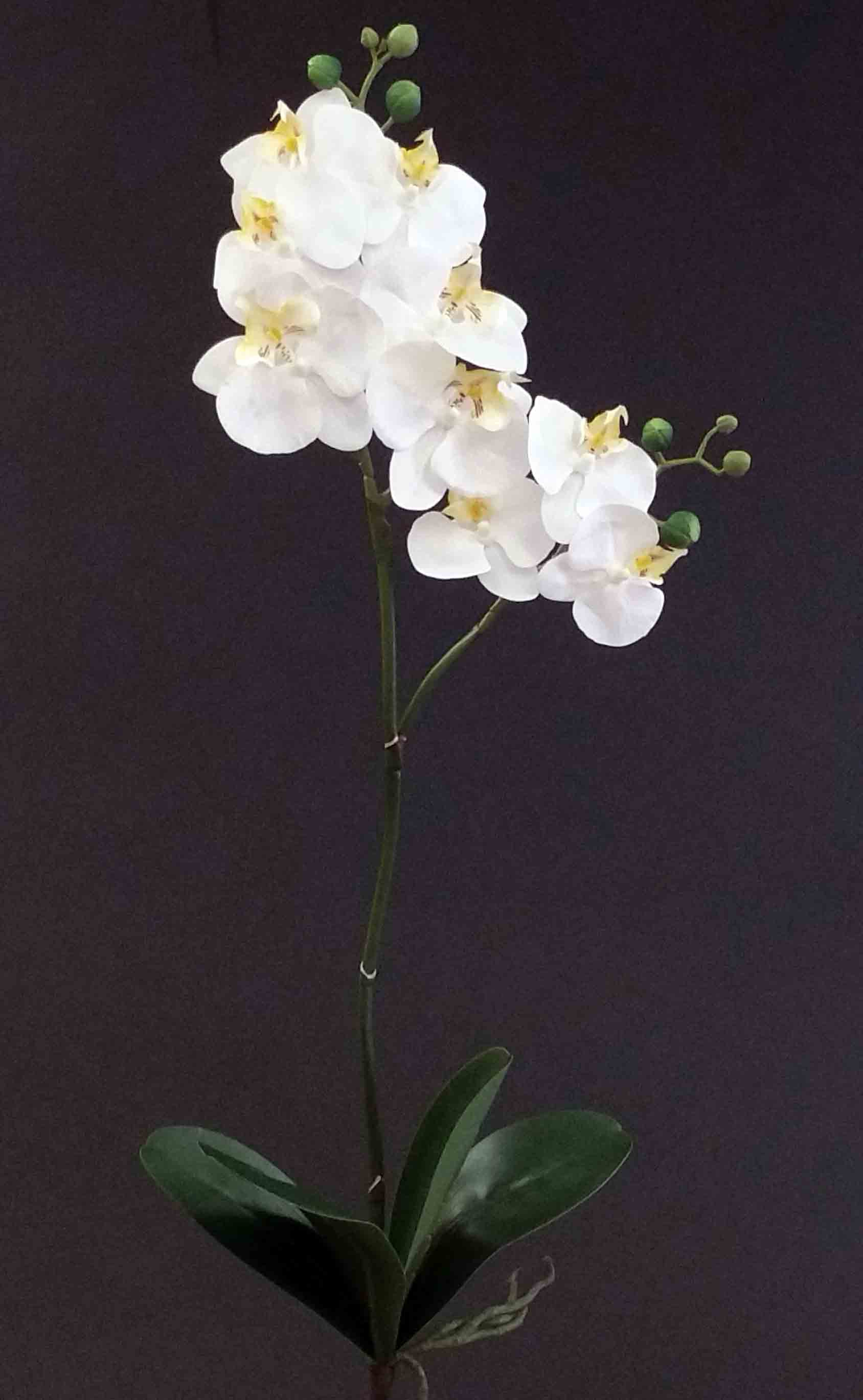 OP9 - 30" Phalaenopsis Orchid - 9.40 ea, 9.00/12