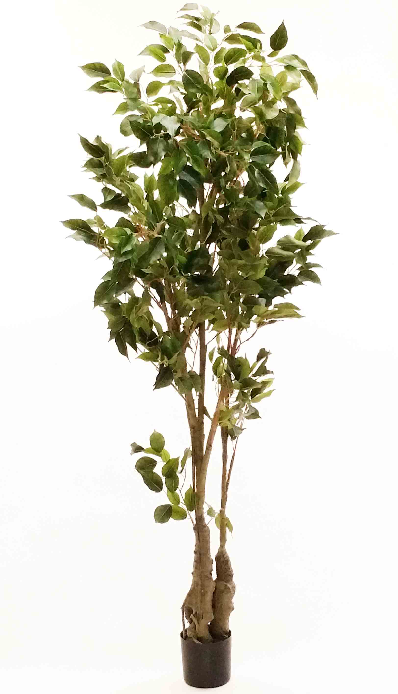 FT84P - 7' Classic Ficus Tree - 227.85 ea