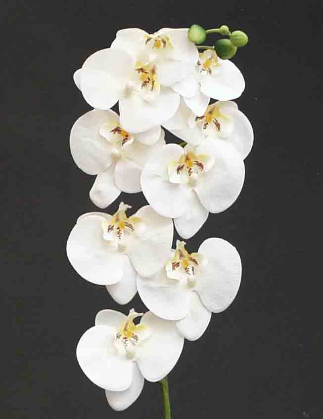 OP8 - 38" Phalaenopsis Orchid - 9.15 ea, 8.65/12