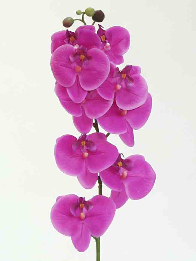 OP8 - 38" Phalaenopsis Orchid - 10.85 ea, 10.50/12