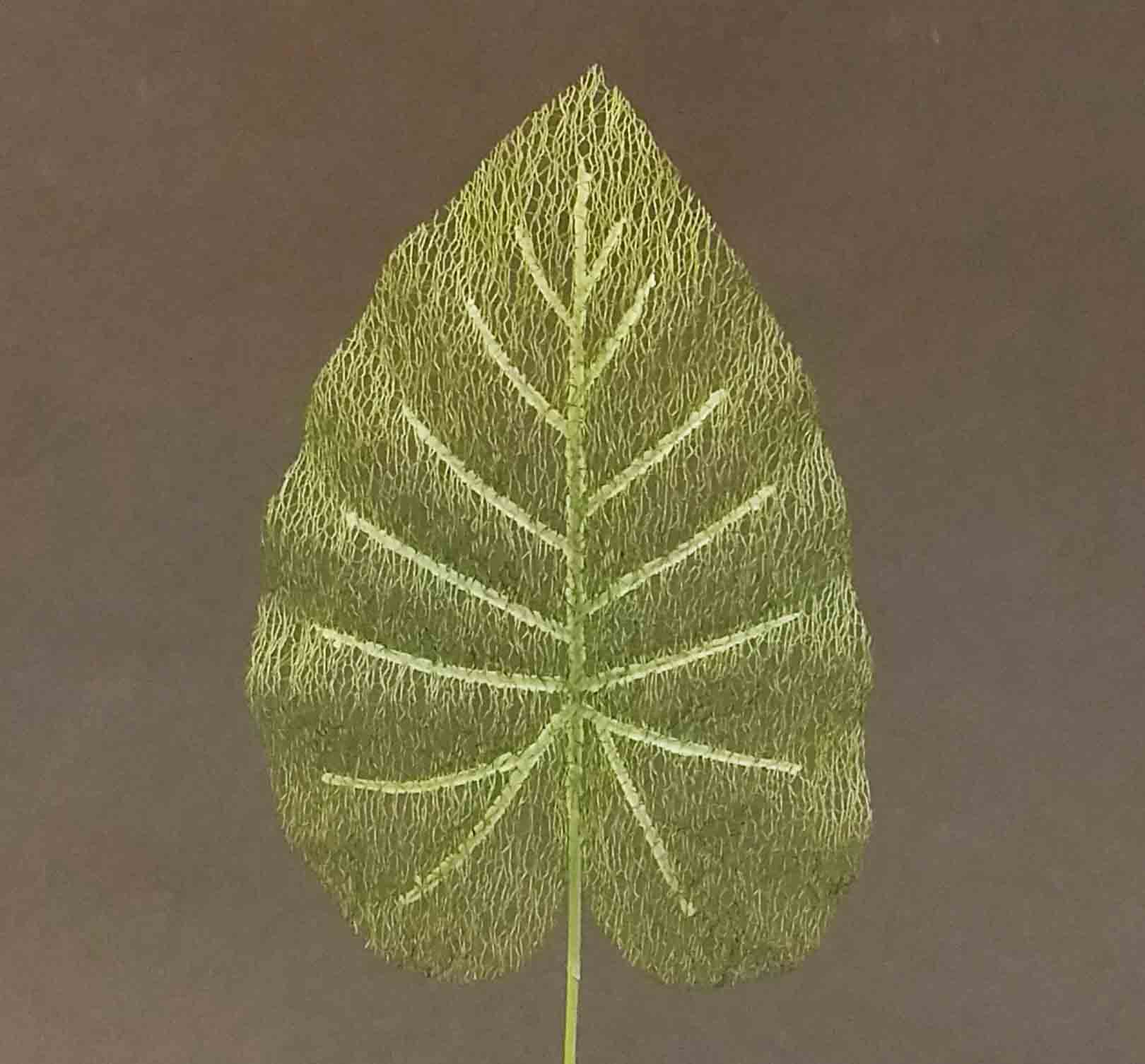 PL29 - 29" Transparent Philo Leaf - 2.25 ea, 1.95/24