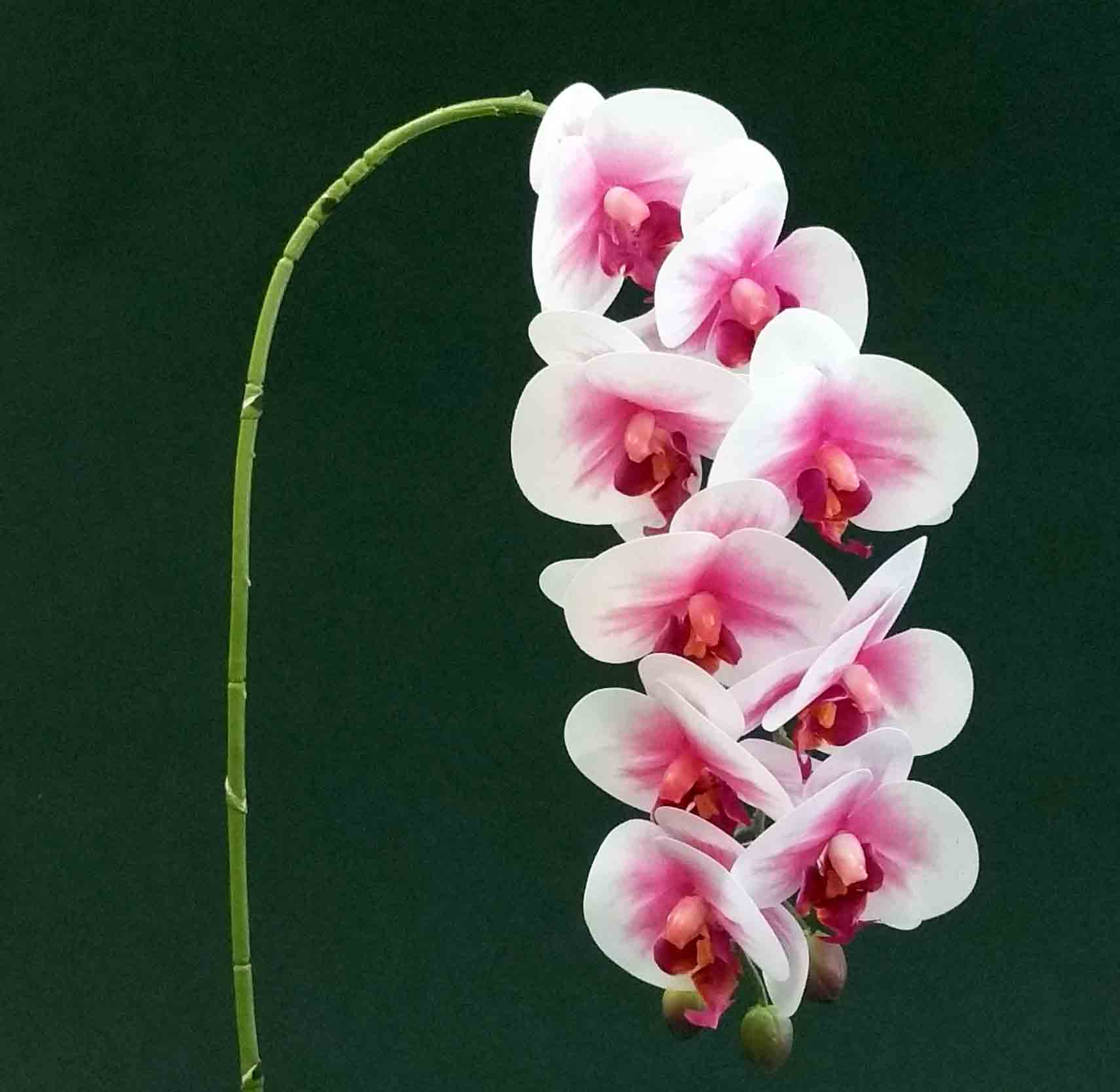 OP32 - 32" Phalaenopsis Orchid - 8.10 ea, 7.85/12