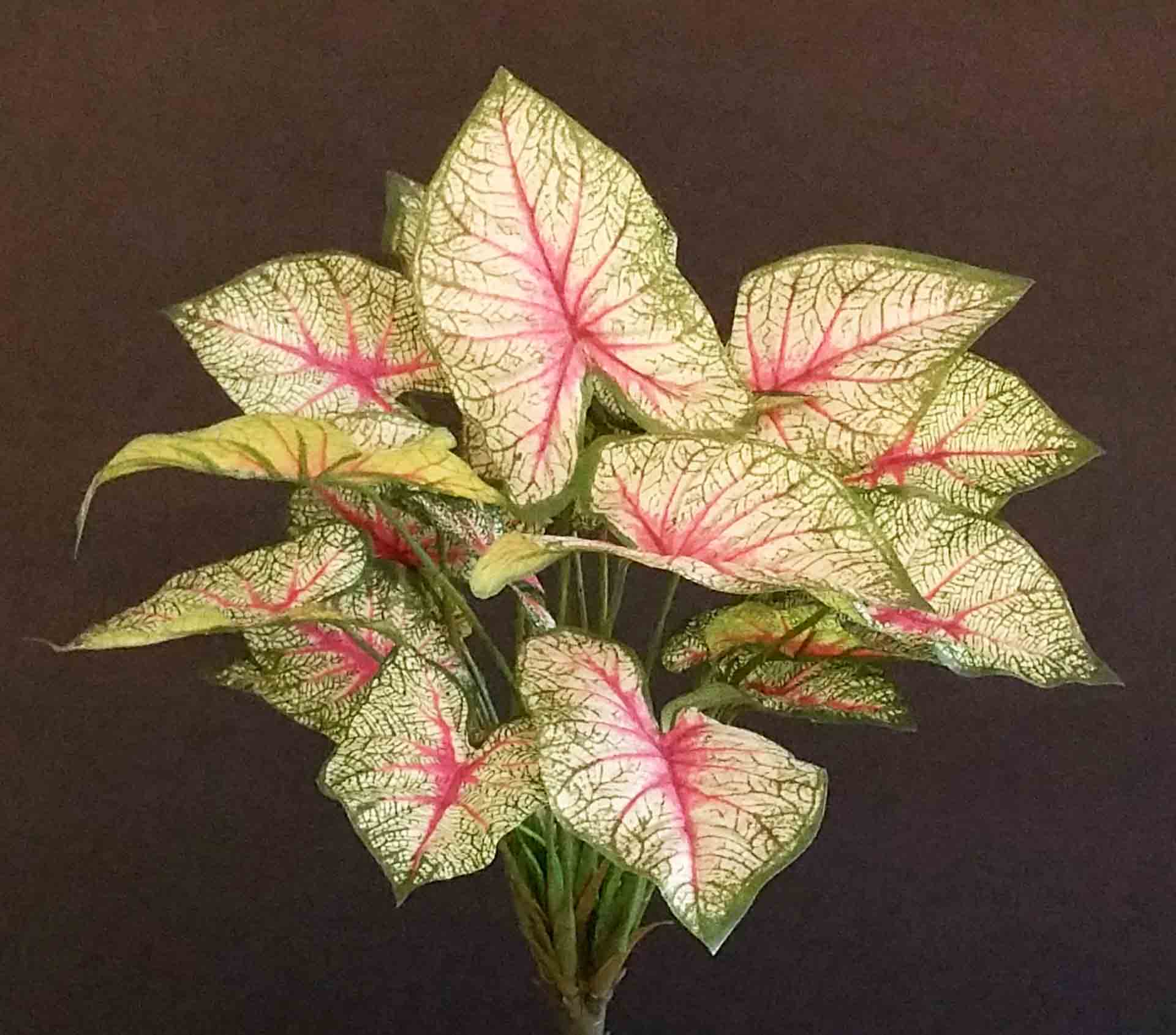 CP7RT - 13" Real Touch Caladium - 5.65 ea, 5.30/12