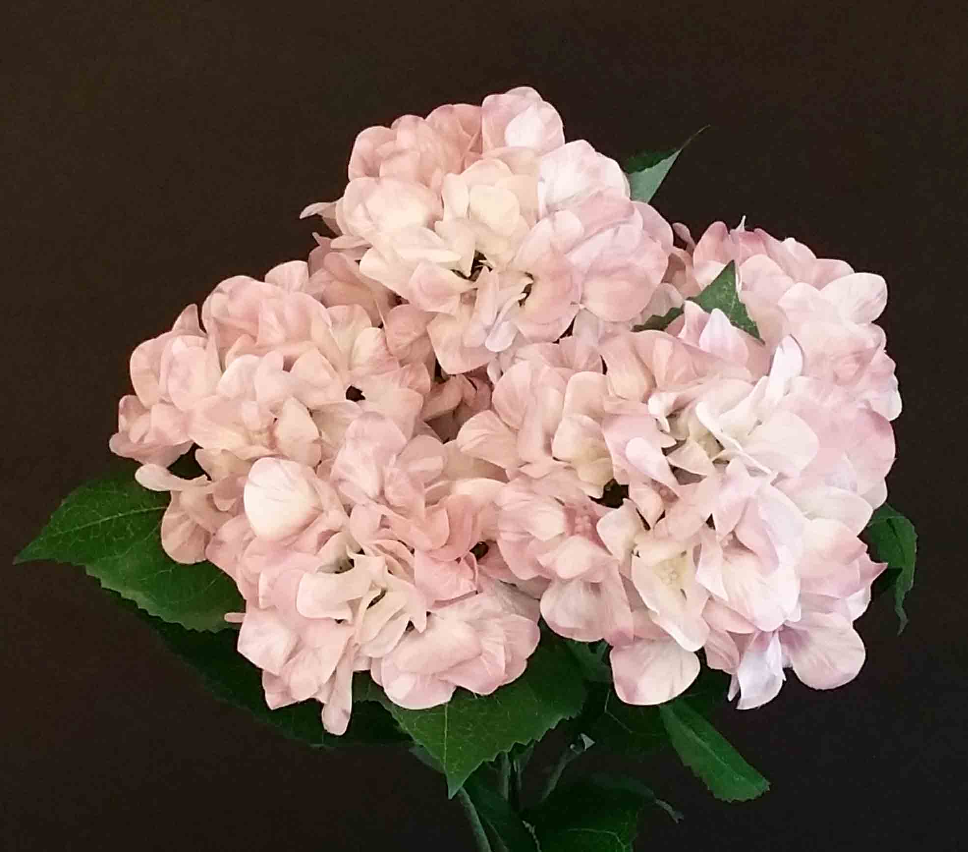 HB50 - 16" Soft Light Pink Hydrangea Bush - 9.05 ea, 8.45/12