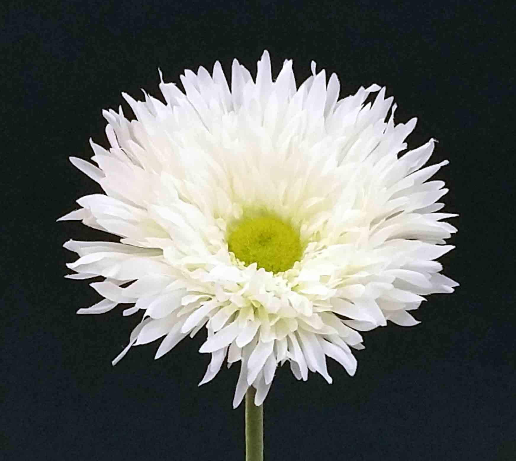 G50 - 33" Gerbera Daisy - 3.95 ea, 3.70/12