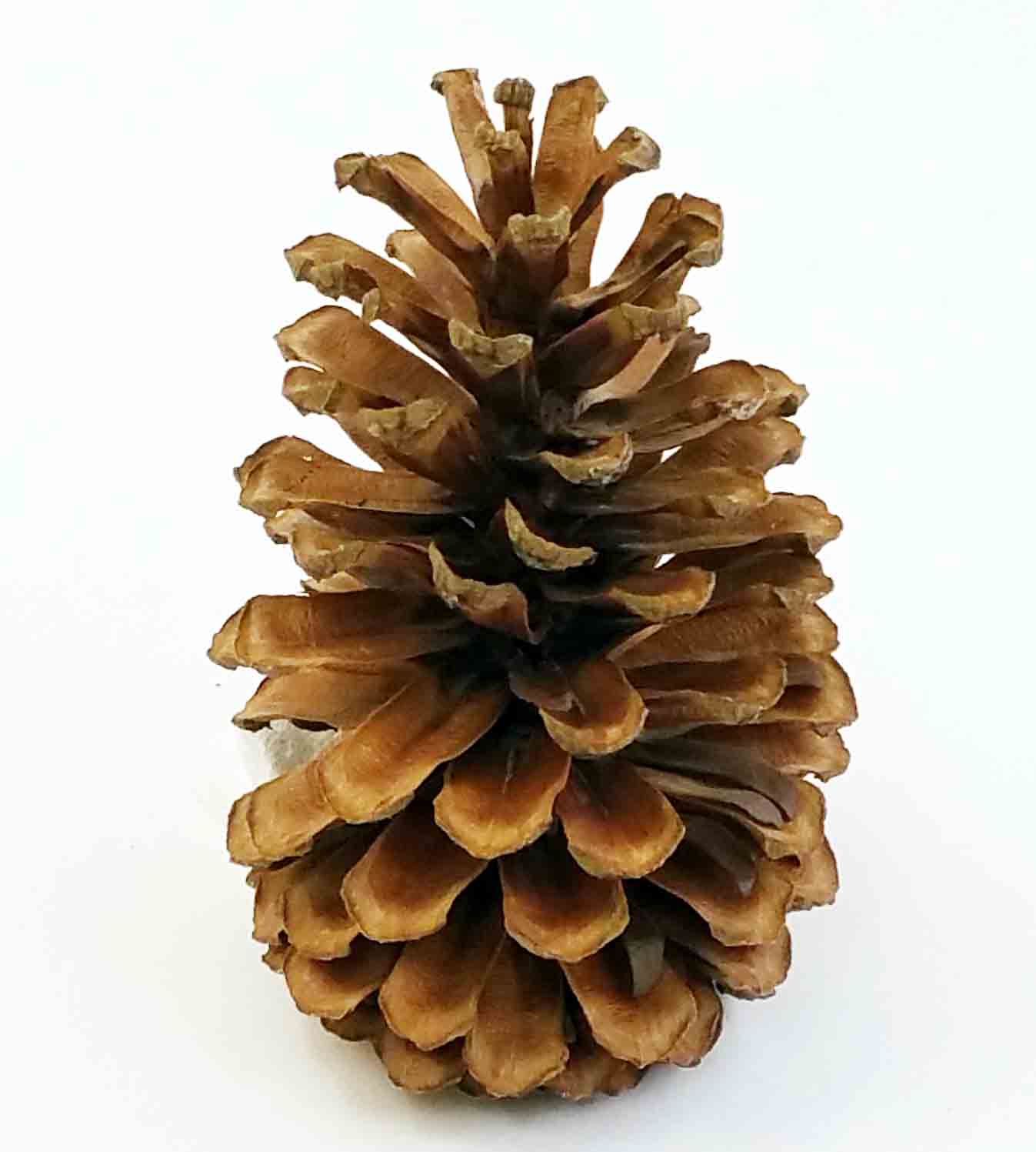 X68 - 6 to 8" Long Leaf Pine Cones - 1.15 ea, .90/12