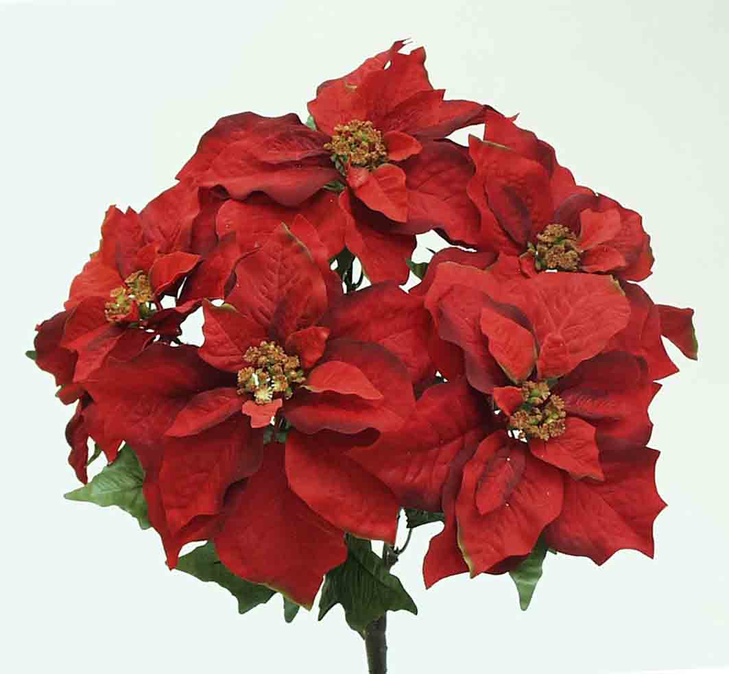 X35 - 20" M.P. Poinsettia Bush - 11.10 ea, 10.60/6