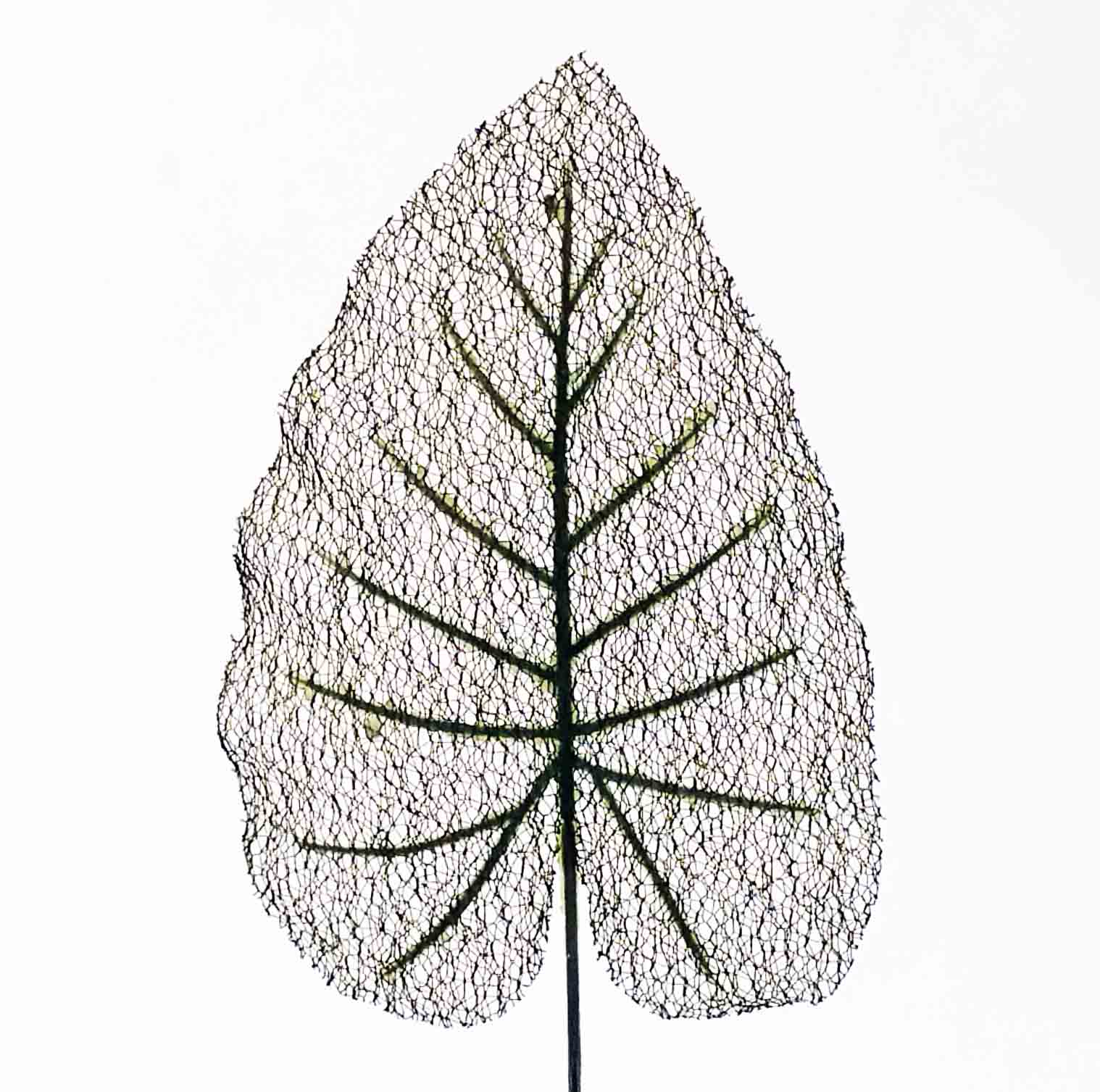 PL29 - 29" Transparent Philo Leaf - 1.75 ea, 1.55/24