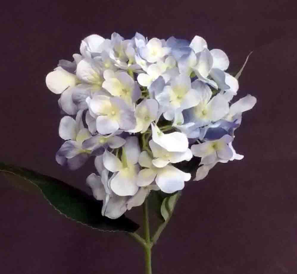 H79 - 10" Blue Hydrangea - 4.95 ea, 4.45/12