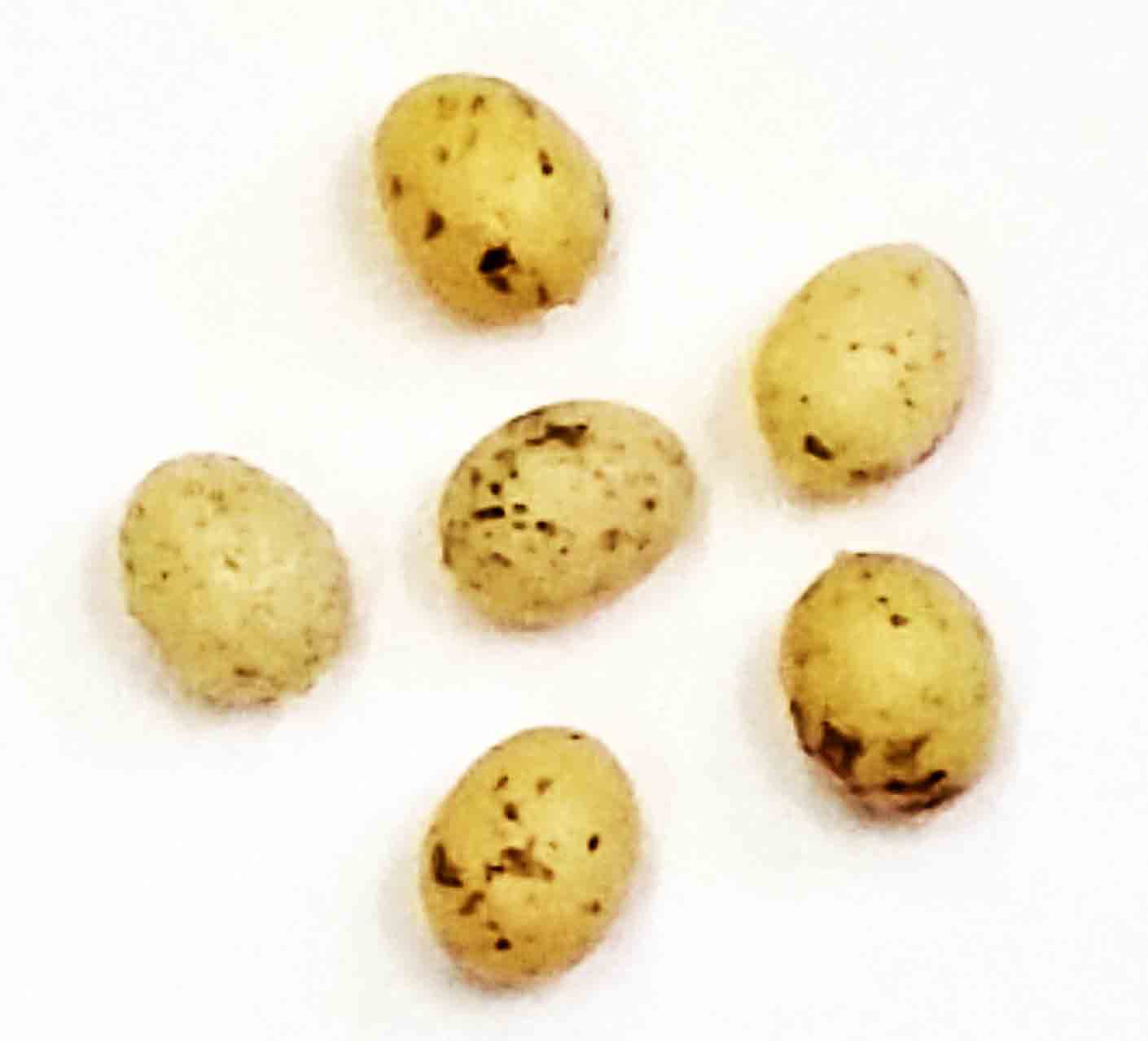 39135 - 1" Birds Eggs - .95 bag of 12